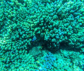 Tranquil underwater scene with copy space