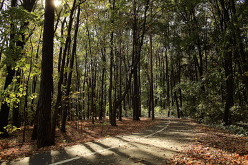 landscape autumn path in the park