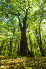 Obraz premium forest