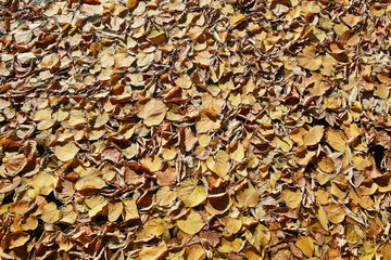 Autumn texture of yellow fallen leaves