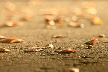 background of fallen leaves on the asphalt in the city