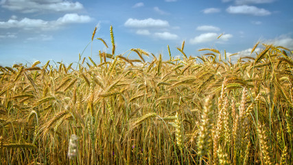 Gold grains before harvest