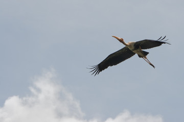 Flying Painted Stork