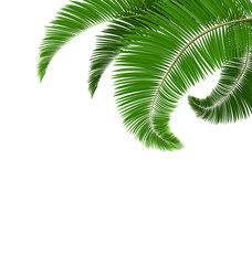 Fototapeta na wymiar Green palm tree leaves isolated on white background