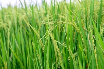 Fototapeta na wymiar Close up of green rice paddy in rice field.