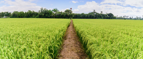Panoramic view of rice field with pathway and blue sky, Suphan Buri, Thailand.