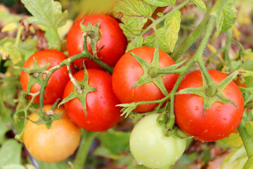 red tomatoes in the bush