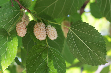 White mulberries
