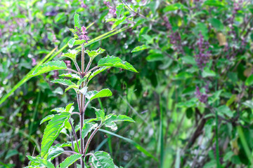 Red Holy Basil (Ocimum sanctum).