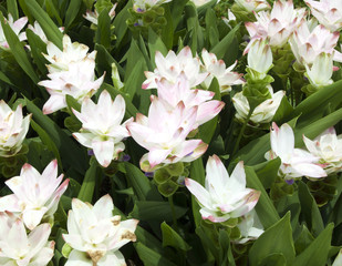 Obraz na płótnie Canvas Field of siam tulip flowers
