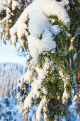 Spruce branches with pine needles and snow