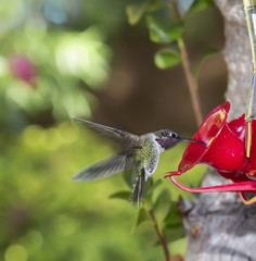 Hummingbird flying towards feeder