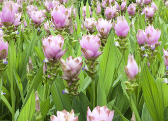 Field of siam tulip flowers