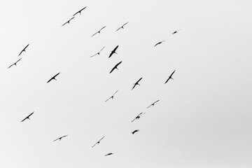 Flock of cranes