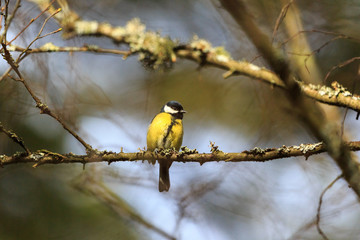 Great tit on a branch