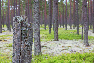 Obraz premium Tree stump in the forest