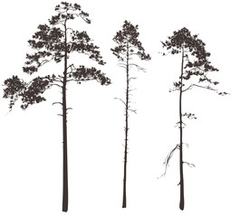 pine