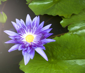 lotus flower
