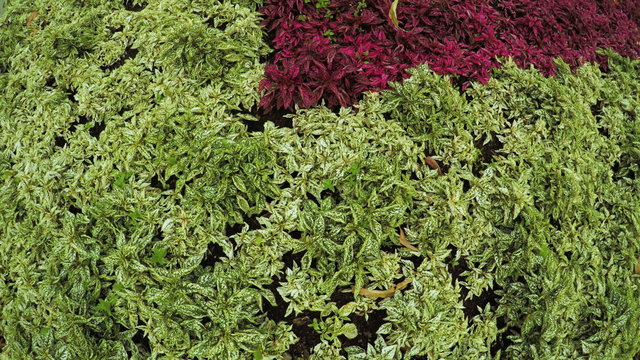 Flower Garden in city park