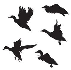 ducks