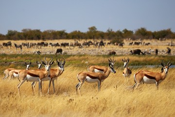 Fototapeta na wymiar Harde de springboks dans la savane herbeuse.