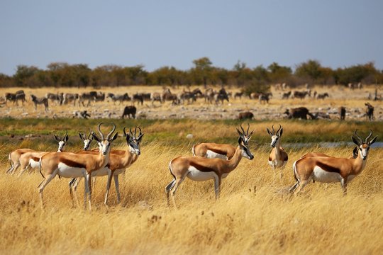 Harde de springboks dans la savane herbeuse.