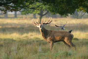 Red Deer, Deer, Cervus elaphus
