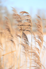 Coastal plant cane Phragmites in the winter on wind