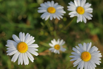 Daisy flowers in green grass