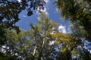 forest