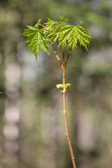 Green young leaves of the maple close up