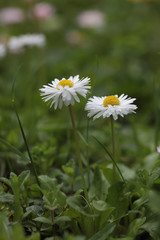 Daisy flowers in green grass