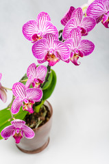 purple orchid branch isolated on white background