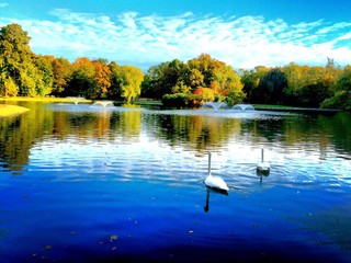 Obraz premium swans in the lake