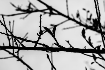 Fototapeta na wymiar Tree branches silhouette