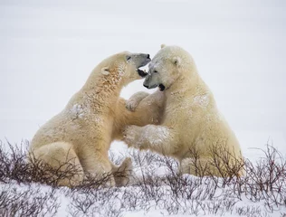 Photo sur Plexiglas Ours polaire Two polar bears playing with each other in the tundra. Canada. An excellent illustration.