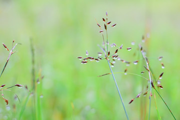 drops of dew on the green grass
