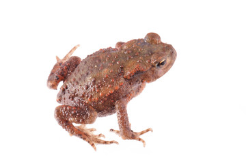 Close up photo of a toad isolated on a white background.