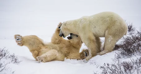 Papier Peint photo Ours polaire Two polar bears playing with each other in the tundra. Canada. An excellent illustration.