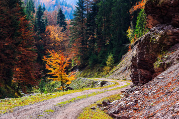 Footpath winding through colorful forest