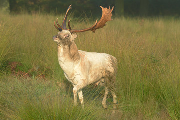 Fallow Deer, Dama dama