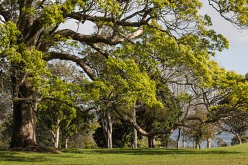 Fototapeta na wymiar large ash tree growing in park