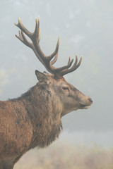 Red Deer - Portrait