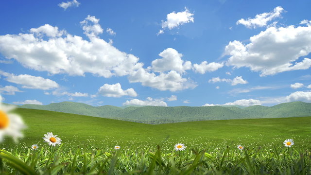 Grass and Flowers Blowing, Alpha Matte, Seamless Loop