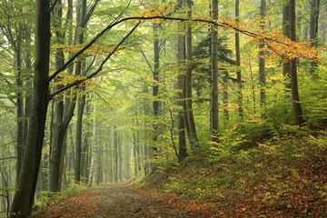 Obraz premium Forest trail in autumnal colors