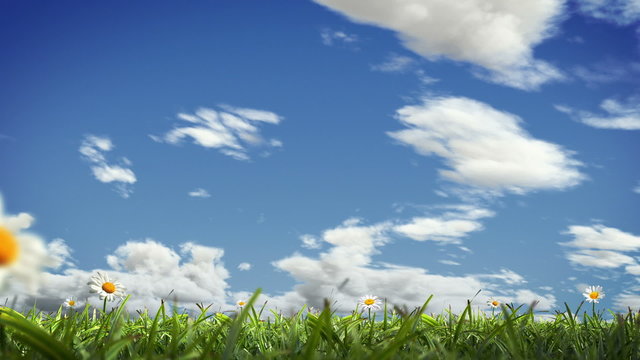 Grass Blowing, Seamless Loop with Alpha