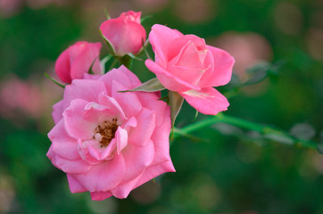 Pink roses in garden