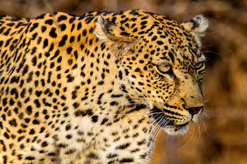 leopard in bush
