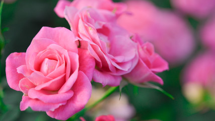 Pink roses in garden
