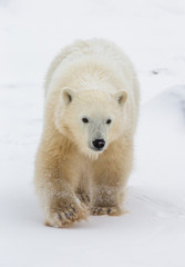 A polar bear on the tundra. Snow. Canada. An excellent illustration.